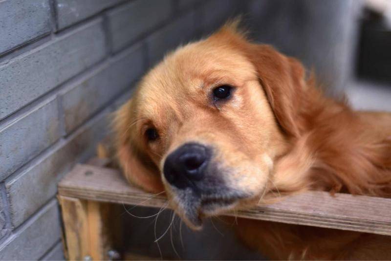 史宾格犬和金毛哪个好养 不都很还真看不出去史宾格犬和金毛哪个好养 不都很还真看不出去史宾格犬和金毛哪个好养 不都很还真看不出去(图3)