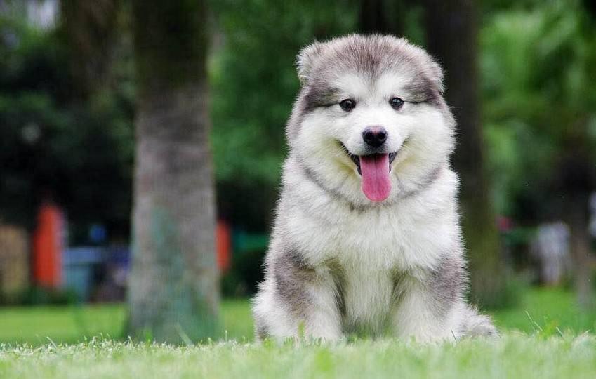 训狗新手篇！阿拉斯加犬怎摸训练什么让它老实听话听从于？（该如何训阿拉斯加犬）(图2)