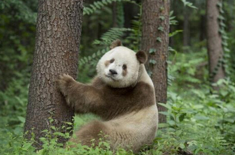 陕西又出现棕色大熊猫几十年只有5只(图1)