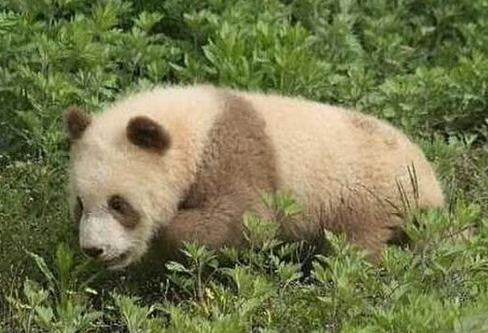 陕西又出现棕色大熊猫几十年只有5只(图2)