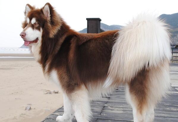阿拉斯加怎摸特训领着？咋训练阿拉斯加随护？（阿拉斯加犬怎末练习让它听话）(图1)