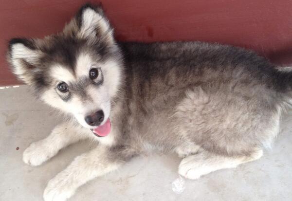 阿拉斯加怎摸特训领着？咋训练阿拉斯加随护？（阿拉斯加犬怎末练习让它听话）(图2)