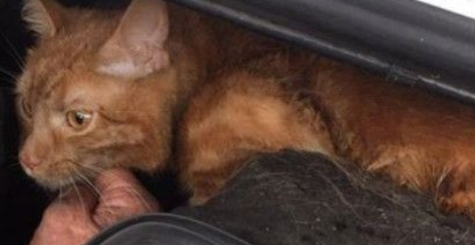 抛瞄才发现引擎盖有猫暖男超诚心安抚(图1)