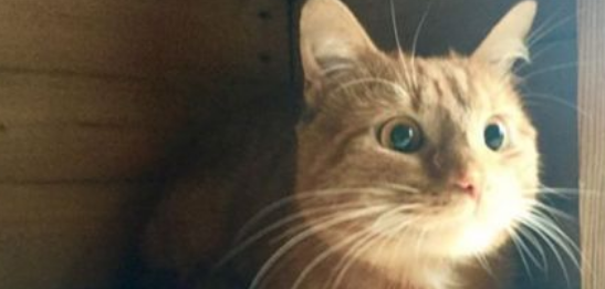 抛瞄才发现引擎盖有猫暖男超诚心安抚(图2)