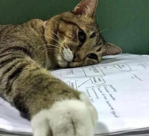 网友劝主人 快送这只发自内心的热爱写作业的猫咪上清华吧 它还真太不笨了(图2)