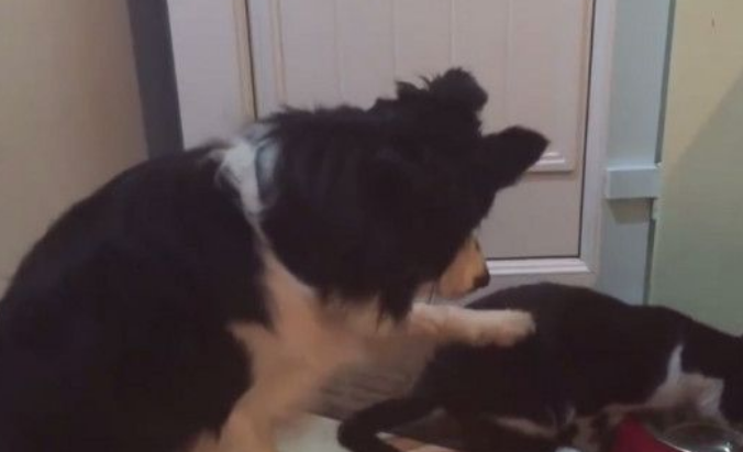 猫咪吃错碗不肯让狗狗无奈戳它那是我的(图1)