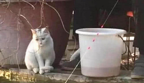 男主带了猫咪去捕鱼 钓上一只鱼时 它的反应让人笑出鼻涕泡(图1)