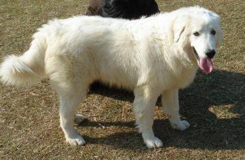 大白熊犬幼犬咋养?再注意下那些细节(图2)