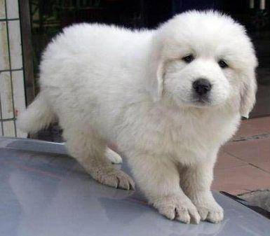 大白熊犬幼犬咋养?再注意下那些细节(图3)