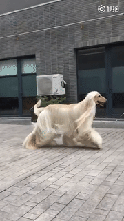 阿富汗猎犬 不难养但却最尊贵无比的狗！（阿富汗猎犬别名）(图3)