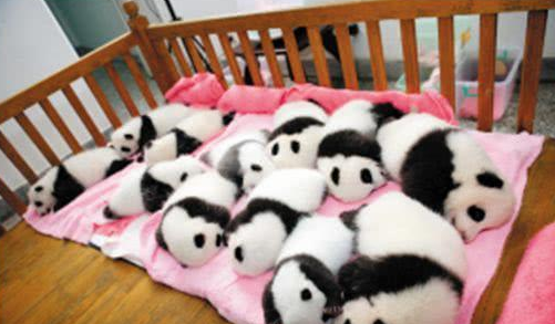 一群熊猫在晒太阳 其中一只影响到网友们注意 饲养员：退色了(图1)