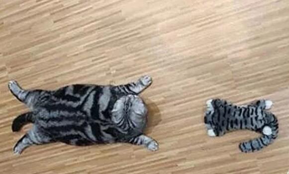 主人买一只一只猫玩偶 家猫的反应太逗了小朋友你如何确定有很多问号(图1)