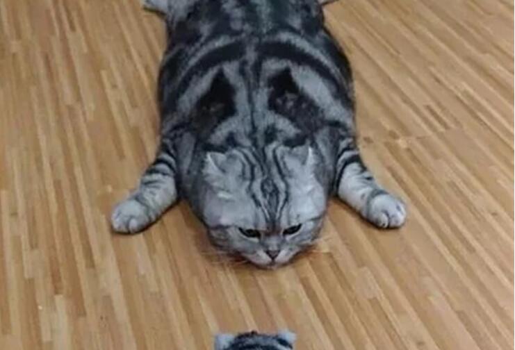 主人买一只一只猫玩偶 家猫的反应太逗了小朋友你如何确定有很多问号(图2)