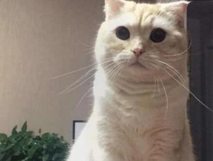 主人买一只一只猫玩偶 家猫的反应太逗了小朋友你如何确定有很多问号(图3)