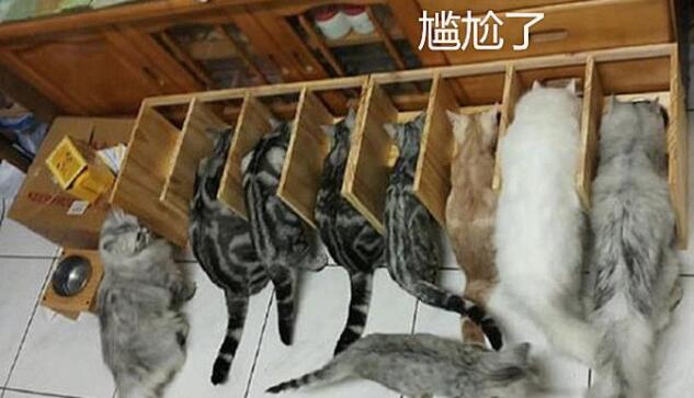 小伙是对9只猫咪抢食事件 手工百炼隔离区 开饭时楞住了(图2)