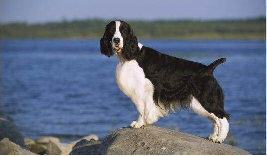 史宾格犬的饲养方法 那肯定不止一种方法(图2)