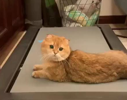 猫咪为拦阻铲屎官节食 竟是学会了了用跑步机?网友:是该健康减肥了!(图1)