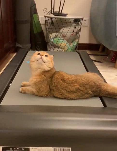 猫咪为拦阻铲屎官节食 竟是学会了了用跑步机?网友:是该健康减肥了!(图2)