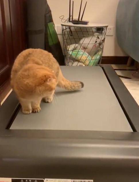 猫咪为拦阻铲屎官节食 竟是学会了了用跑步机?网友:是该健康减肥了!(图3)