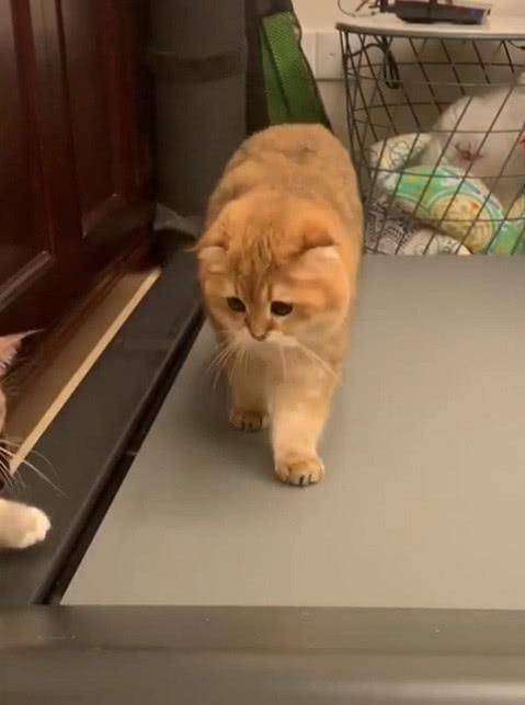 猫咪为拦阻铲屎官节食 竟是学会了了用跑步机?网友:是该健康减肥了!(图4)