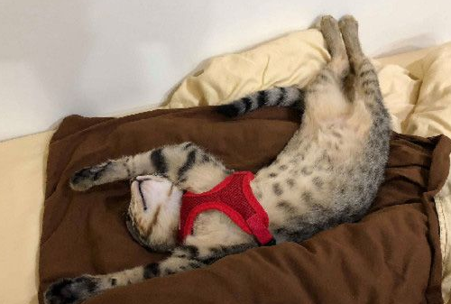 小霸王又有新创举了!洗手台上厕所给妈咪省猫砂(图1)