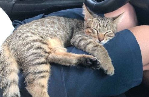 小霸王又有新创举了!洗手台上厕所给妈咪省猫砂(图2)