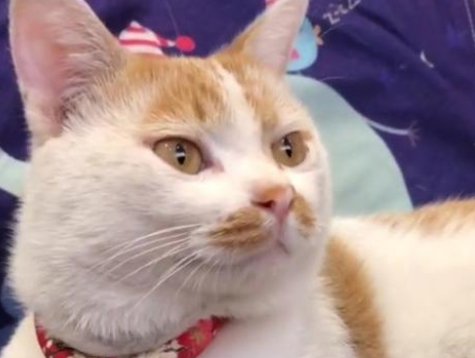 流浪猫被抱养后 一个月内捡来两只小猫 铲屎官:渣猫!(图1)