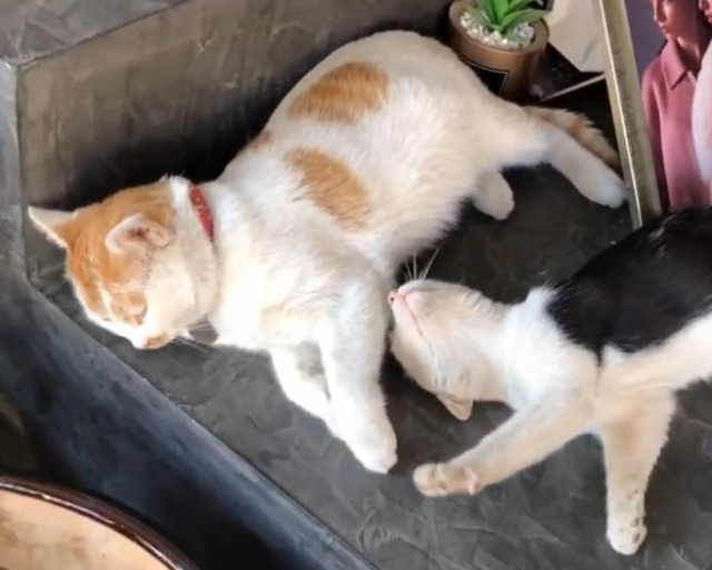 流浪猫被抱养后 一个月内捡来两只小猫 铲屎官:渣猫!(图2)