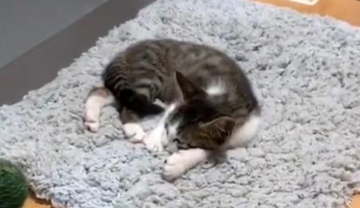 流浪猫被抱养后 一个月内捡来两只小猫 铲屎官:渣猫!(图3)