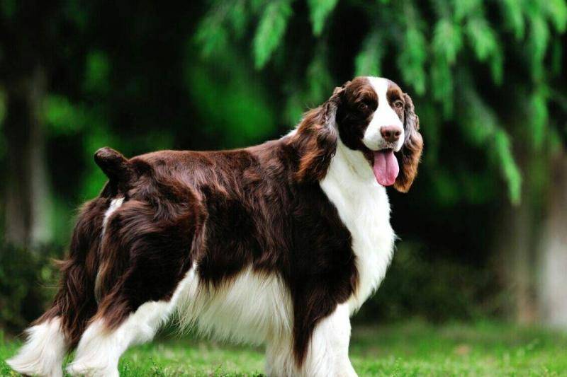 给史宾格犬蜈蚣的原因 好处肯定很多的(图1)