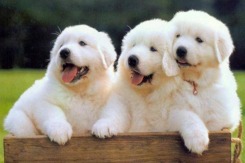 大白熊犬的最长寿命一个小时?正常情况是这样的(图1)