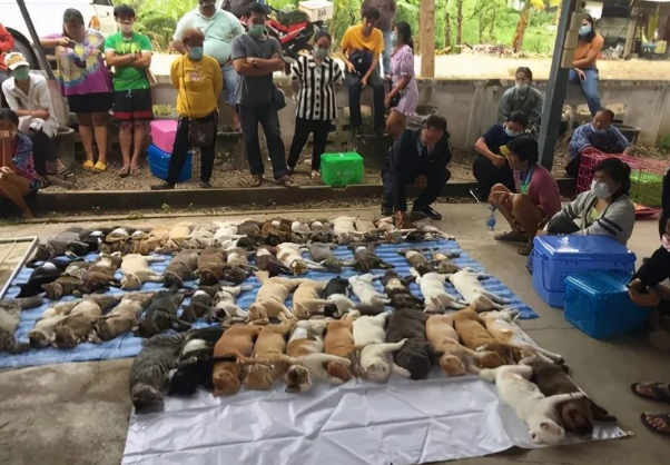 150只猫学生集体相见时 我以为是规模很大相亲现场(图1)