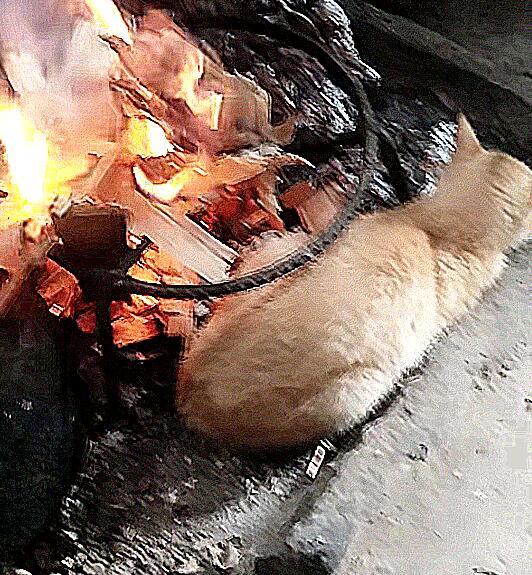 厨房传来一股烧焦味 认为炒菜太出格了 跑到里面后差点儿出猫命(图1)