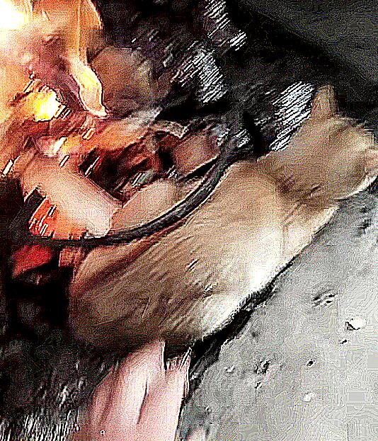 厨房传来一股烧焦味 认为炒菜太出格了 跑到里面后差点儿出猫命(图3)