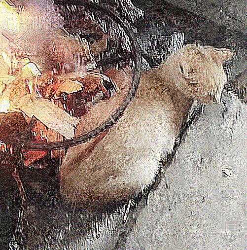 厨房传来一股烧焦味 认为炒菜太出格了 跑到里面后差点儿出猫命(图4)