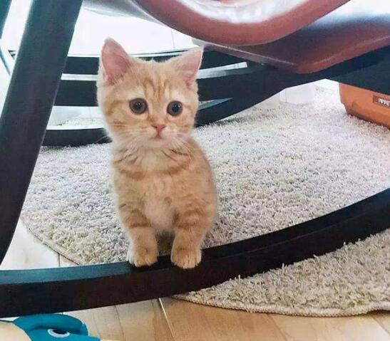 厨房传来一股烧焦味 认为炒菜太出格了 跑到里面后差点儿出猫命(图5)