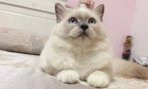 宝宝想帮一下忙小猫的尾巴 接下来的小猫的反应 看四次笑第二次(图1)