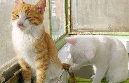 宝宝想帮一下忙小猫的尾巴 接下来的小猫的反应 看四次笑第二次(图2)