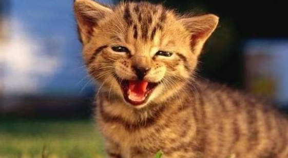 宝宝想帮一下忙小猫的尾巴 接下来的小猫的反应 看四次笑第二次(图3)