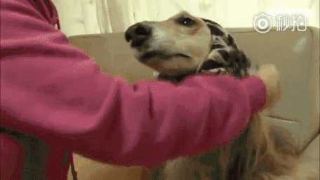 阿富汗猎犬 难的养但却最尊贵的狗！（阿富汗猎犬别名）(图1)