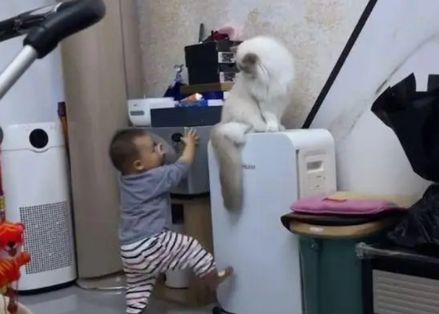 男孩多次不打搅猫咪 可是挨了猫咪一套组合拳:也忍你很久了(图1)