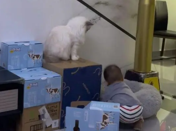 男孩多次不打搅猫咪 可是挨了猫咪一套组合拳:也忍你很久了(图2)