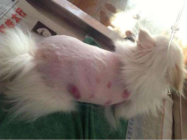 博美犬狗狗掉毛吗?跟平时养护也有关系(图1)