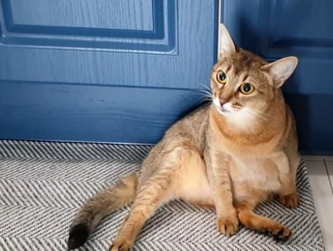 主人忘封窗 会使名贵品种猫从楼上跳下 可以找到时猫咪还在打抖(图2)