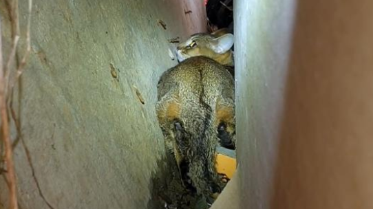 主人忘封窗 会使名贵品种猫从楼上跳下 可以找到时猫咪还在打抖(图4)