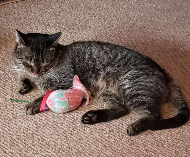 10岁老猫与主人5年后再再次相见 它眼就看出“妈妈”(图2)