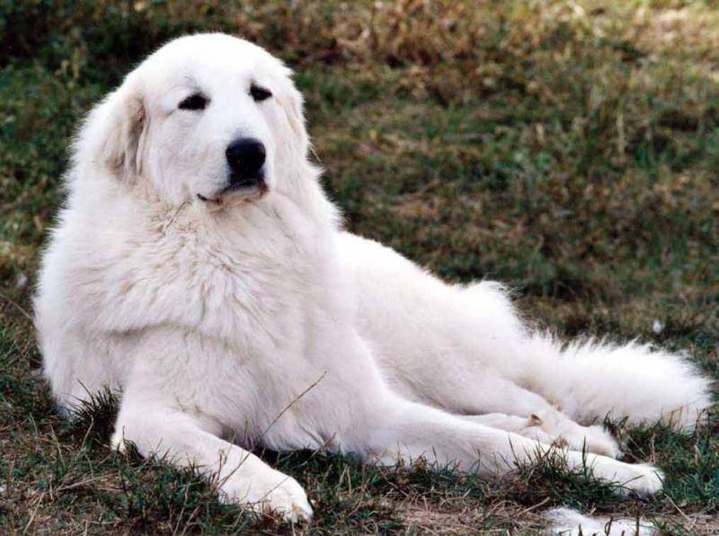 大白熊犬多大开始训练?基本都就是这样的时间段(图1)