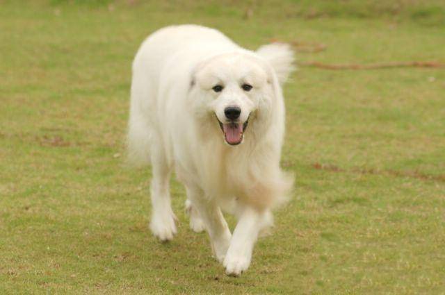 大白熊犬多大开始训练?基本都就是这样的时间段(图3)