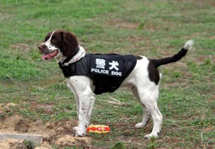 史宾格犬的训练方法 教几招简单易学的(图1)