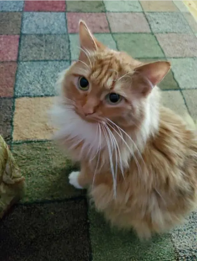 “太过分了!素食主义女朋友逼我扔猫 竟只不过它吃肉!”(图1)